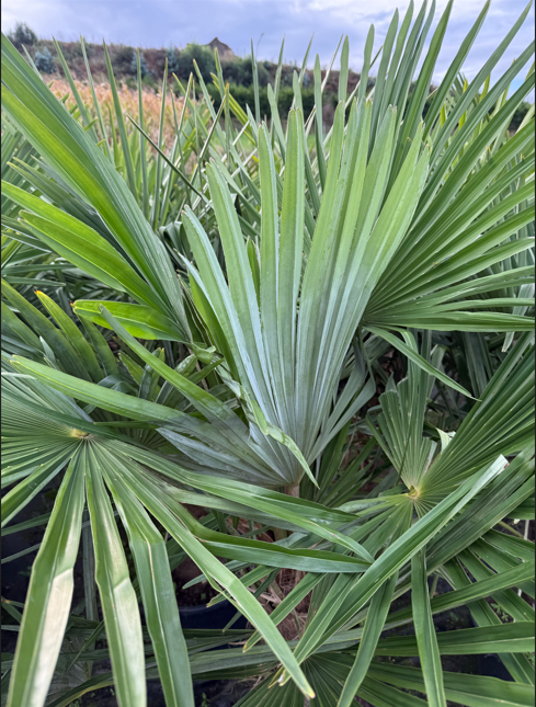 Snímek obrazovky 2025-11-25 135007